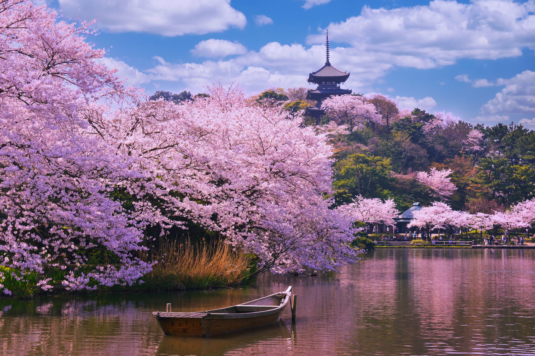 The Subaru Cherry Blossom Festival of Greater Philadelphia Will Take ...